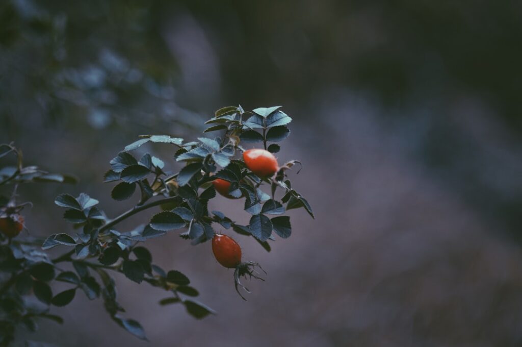 Aardbeien planten: kies je voor potgrond of tuinaarde?