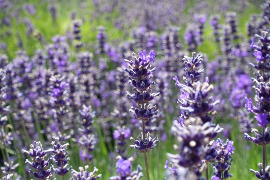 Lavendel kalk geven voor sterke en gezonde planten