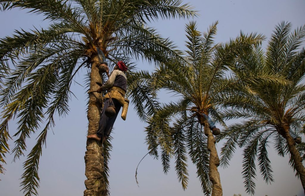Lavendel snoeien voor een gezonde en volle tuinplant
