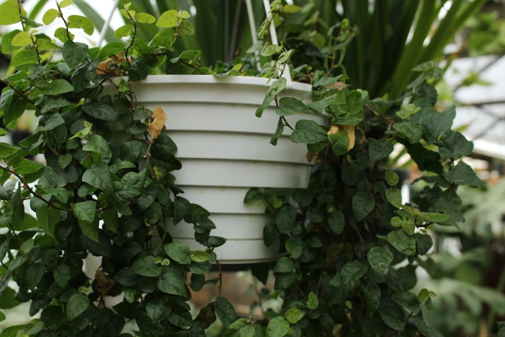 Plantenpotten design: zo geef je je kamerplanten een stijlvol thuis