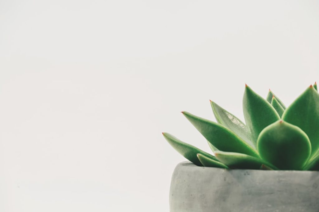 Kleine kamerplanten voor volle zon: dit zijn de beste keuzes